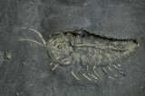 Pyritized Triarthrus Trilobite With Appendages - New York #309859-2